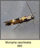 Mompha raschkiella