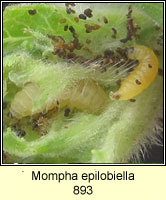 Mompha epilobiella