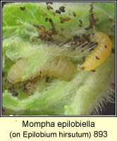 Mompha epilobiella