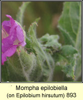 Mompha epilobiella