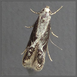 Blastodacna hellerella