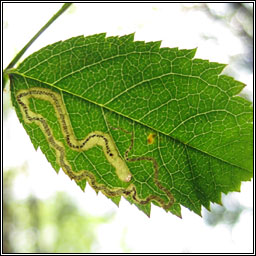 Rose Leaf Miner, Stigmella anomalella