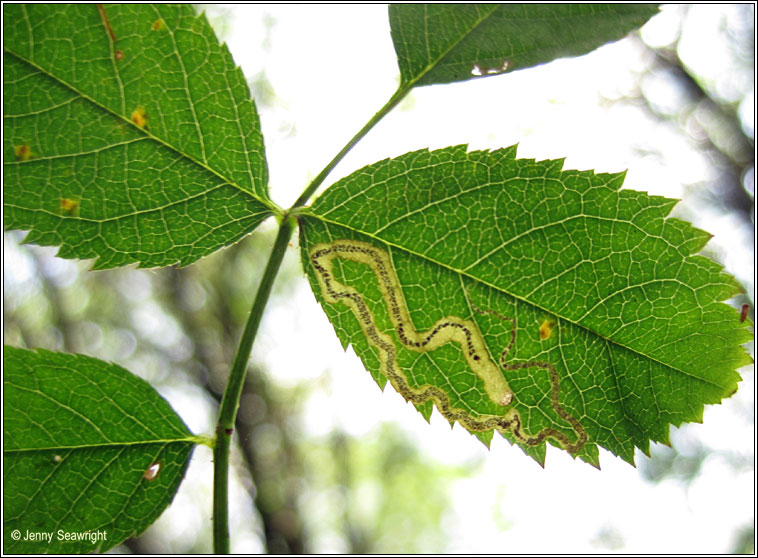 Stigmella anomalella