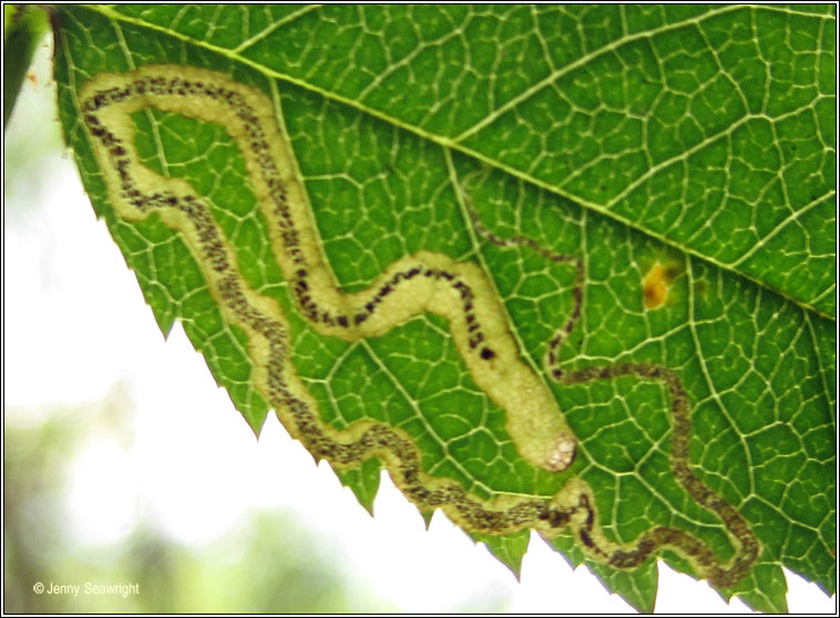 Stigmella anomalella