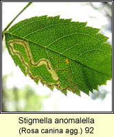 Stigmella anomalella (leaf mine)