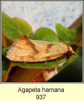 Agapeta hamana