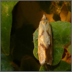 Agapeta hamana