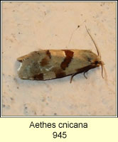 Aethes cnicana