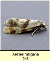 Aethes rubigana