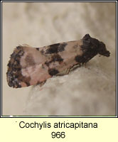 Cochylis atricapitana