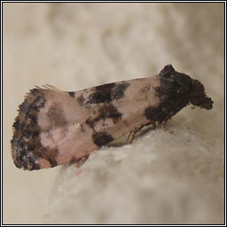 Cochylis atricapitana