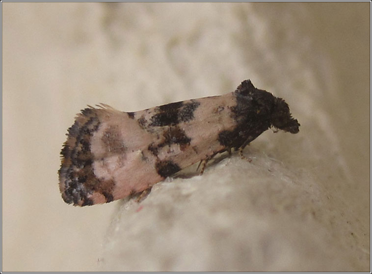 Cochylis atricapitana