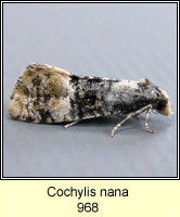 Cochylis nana