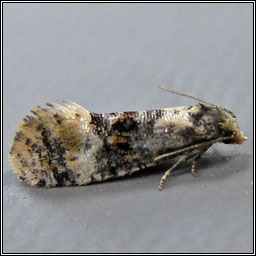 Cochylis nana