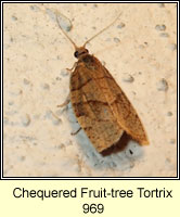 Chequered Fruit-tree Tortrix, Pandemis corylana