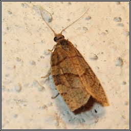 Chequered Fruit-tree Tortrix