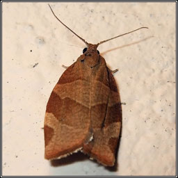 Barred Fruit-tree Tortrix, Pandemis cerasana