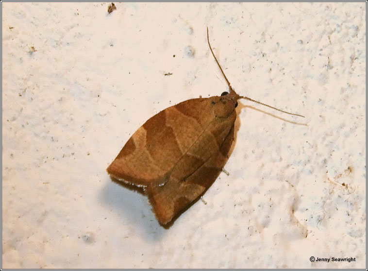 Barred Fruit-tree Tortrix, Pandemis cerasana