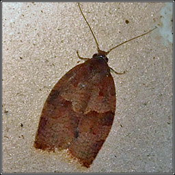 Dark Fruit-tree Tortrix, Pandemis heparana