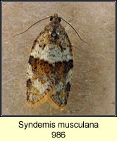 Syndemis musculana