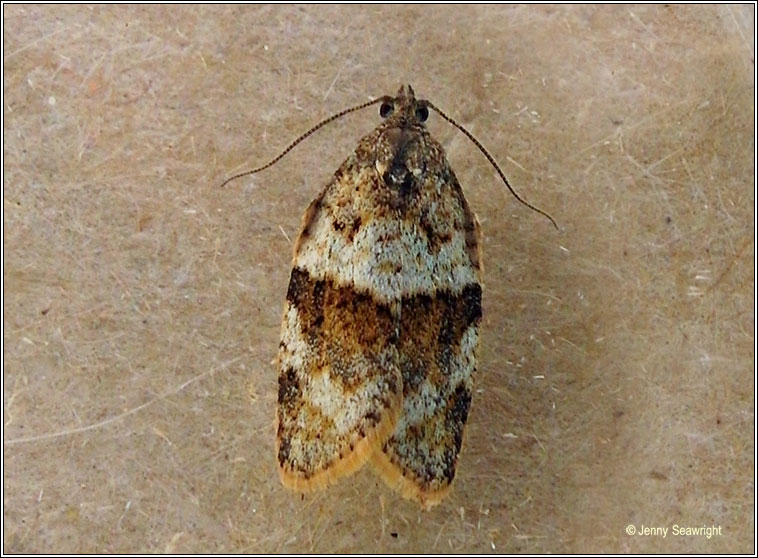 Syndemis musculana