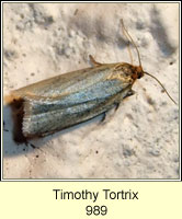 Timothy Tortrix, Aphelia paleana