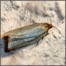 Timothy Tortrix, Aphelia paleana