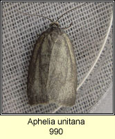 Aphelia unitana