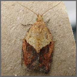 Light Brown Apple Moth, Epiphyas postvittana