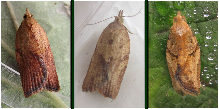 Light Brown Apple Moth, Epiphyas postvittana