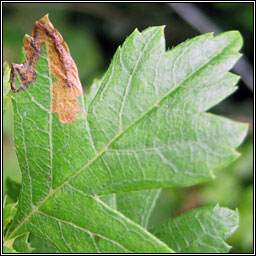 Stigmella hybnerella