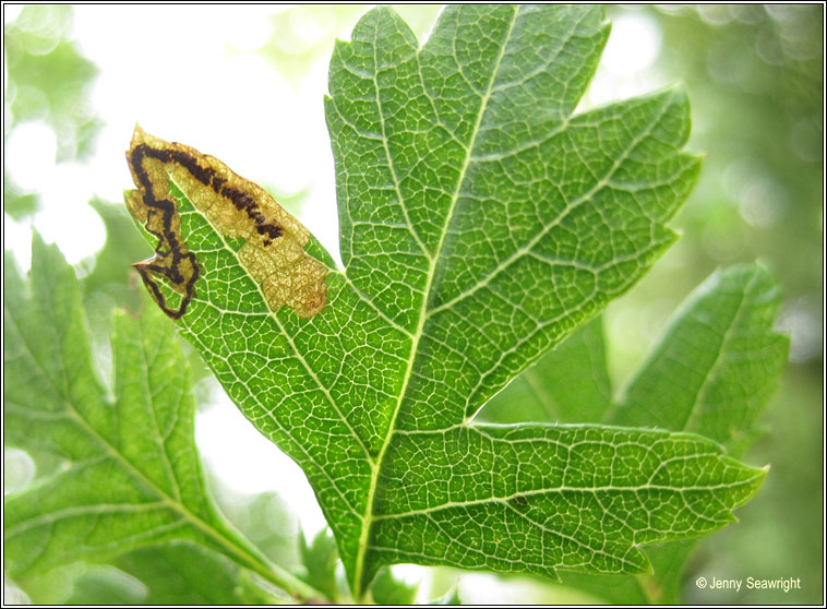 Stigmella hybnerella