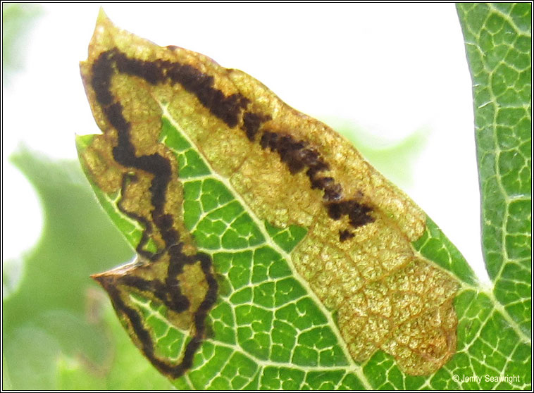 Stigmella hybnerella