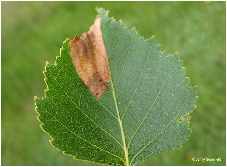 Eriocrania sparrmannella