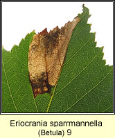 Eriocrania sparrmannella (leaf mine)