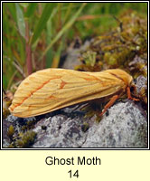 Ghost Moth, Hepialus humuli