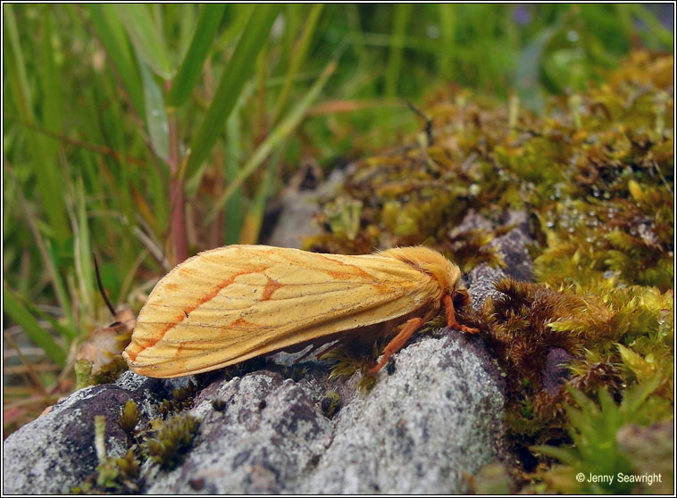 Ghost Moth, Hepialus humuli