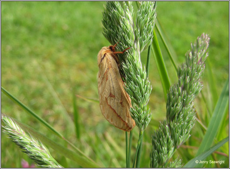 Ghost Moth, Hepialus humuli