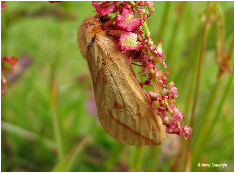 Ghost Moth, Hepialus humuli