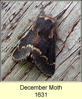 December Moth, Poecilocampa populi