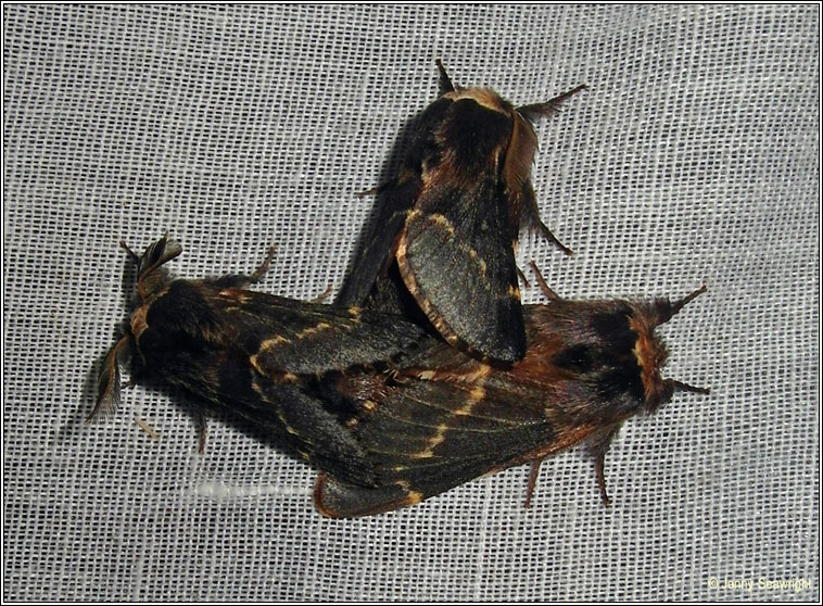 December Moth, Poecilocampa populi