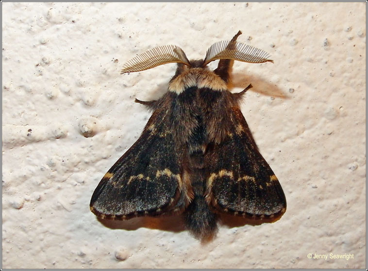 December Moth, Poecilocampa populi