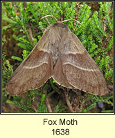 Fox Moth, Macrothylacia rubi