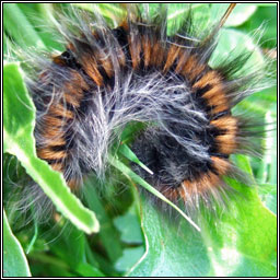 Fox Moth, Macrothylacia rubi