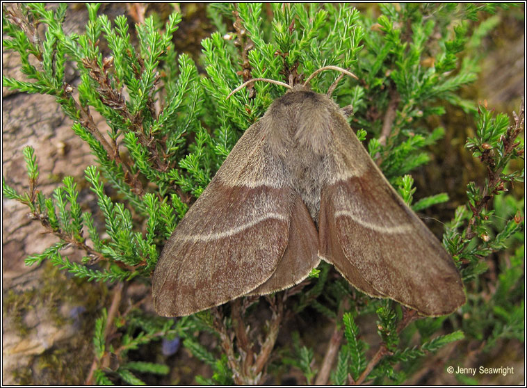 Fox Moth, Macrothylacia rubi