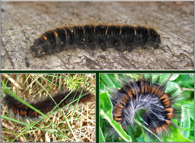 Fox Moth, Macrothylacia rubi, caterpillar