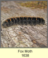 Fox Moth, Macrothylacia rubi (caterpillar)