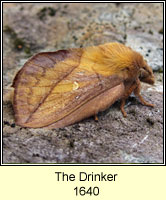 Drinker, Euthrix potatoria