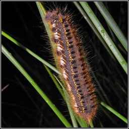 Drinker, Euthrix potatoria