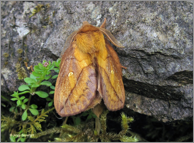 Drinker, Euthrix potatoria